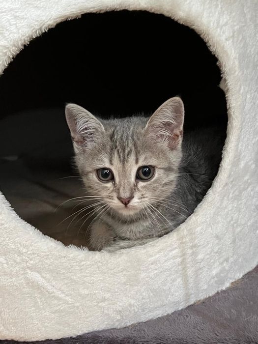 Шотландской котенок