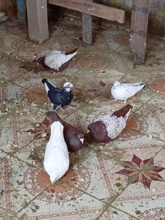 Porumbei voiajori de vânzare sau schimb pe fazani