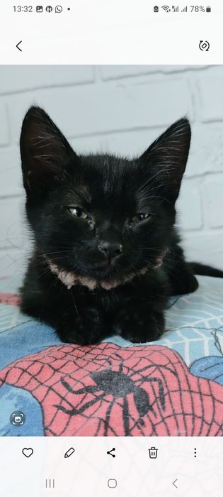 Отдам котёночка девочку в добрые руки