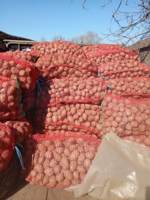 Cartofi de sămânță