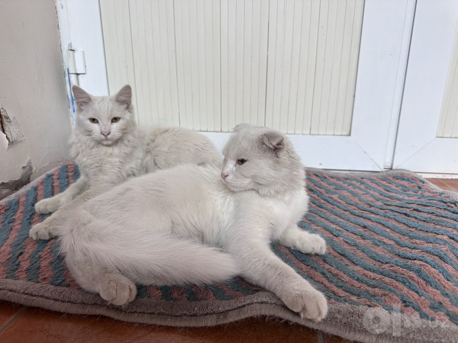 Кошка бесплатно