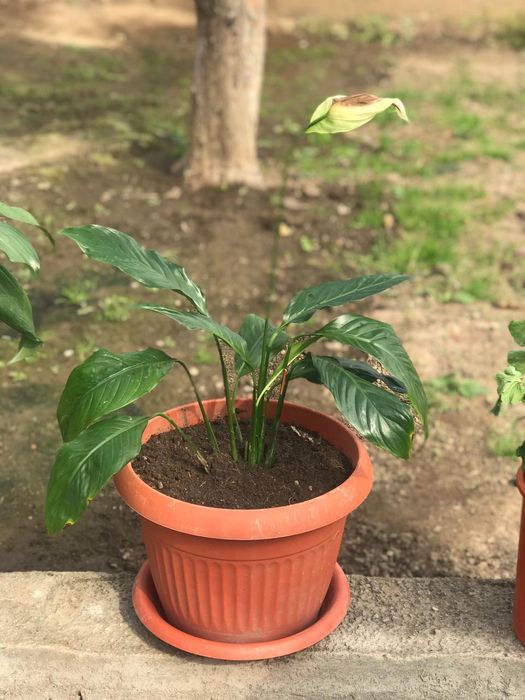 Продам цветы домашние растения