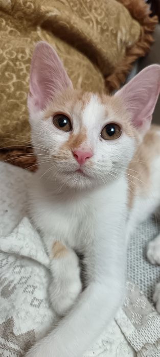 котенок (девочка)