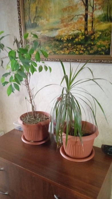 Продам цветы комнатные разные