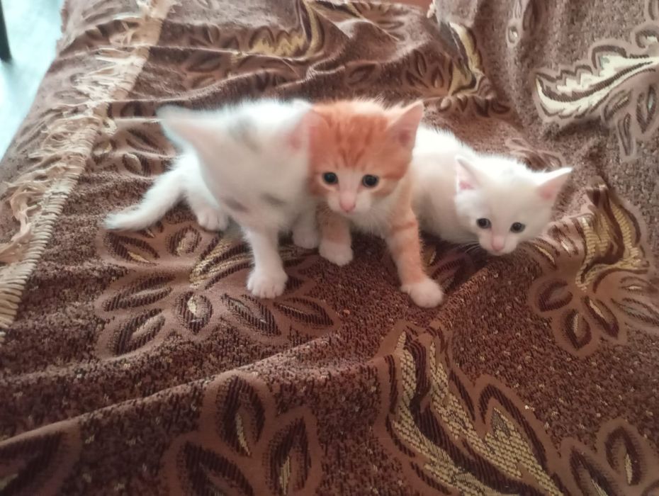 Продам новорожденных котят