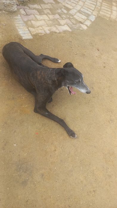 Грей тазы сатылады