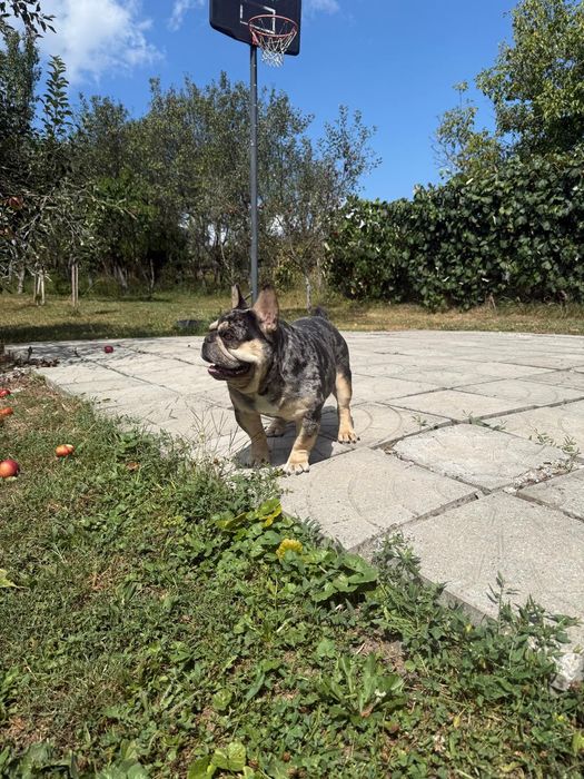 Bulldog francez merle