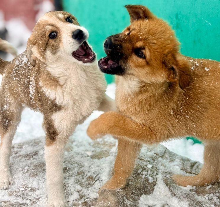 Отдам щенка 3 ,5 месяца