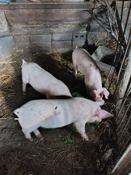 Продавам 2 мъжки прасенца