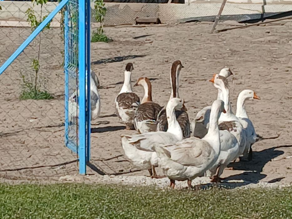 Vând 10 gâște ..