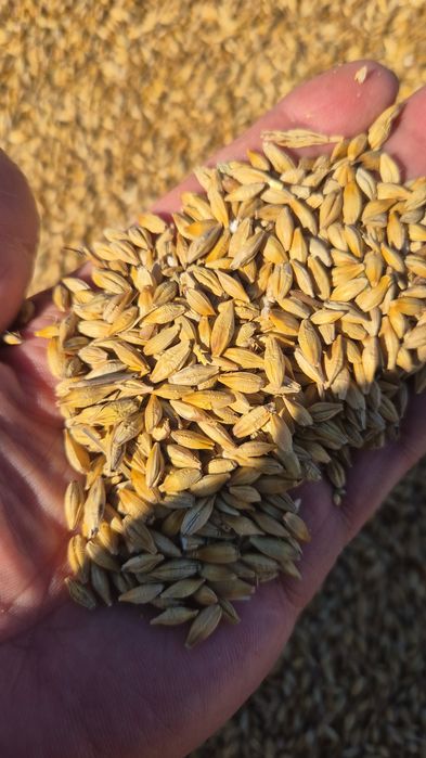 Продам ячмень сухой
