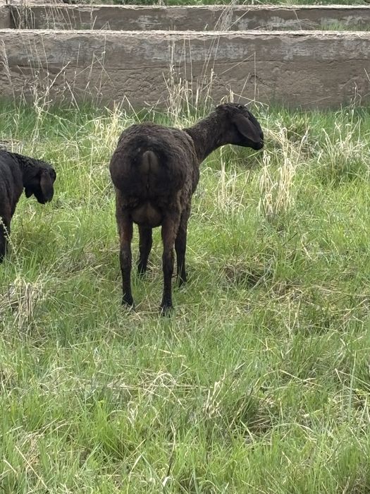 Продам овец арашан