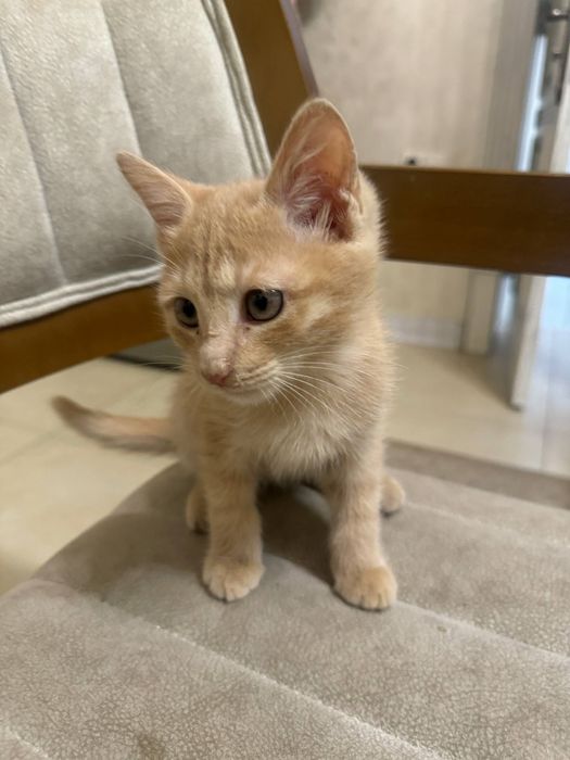 Котенок бесплатно в хорошие руки