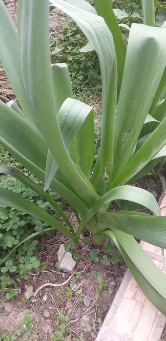 Лесной ландыш и обычный