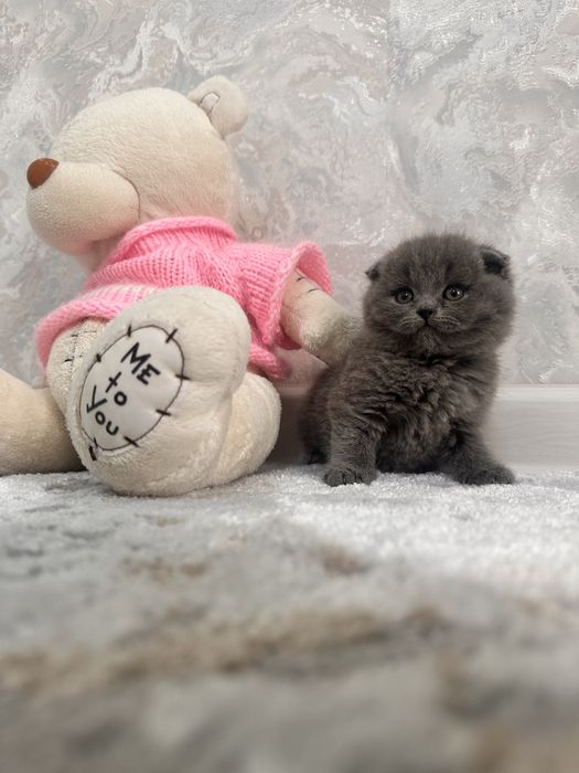 Скотиш Фолд котята