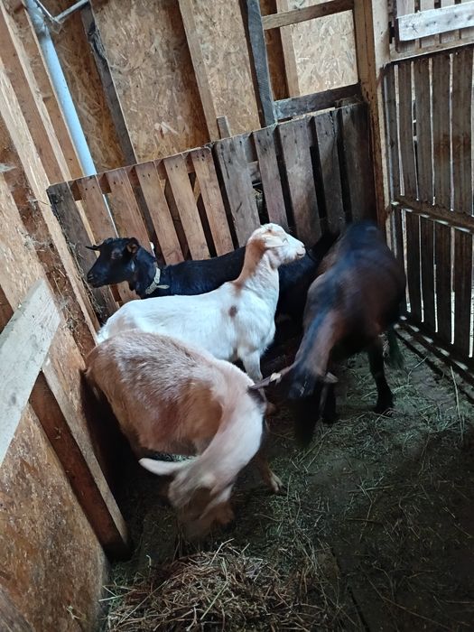 Capre gestante de vânzare