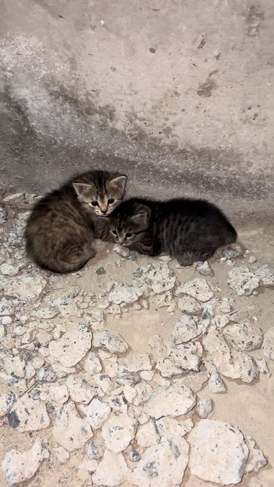 Отдам котят в добрые руки