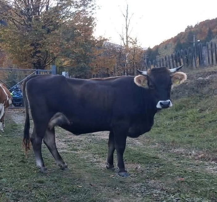 Vând văcuță tânără la prima fătare