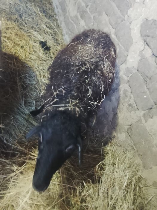 Баран молодая 22