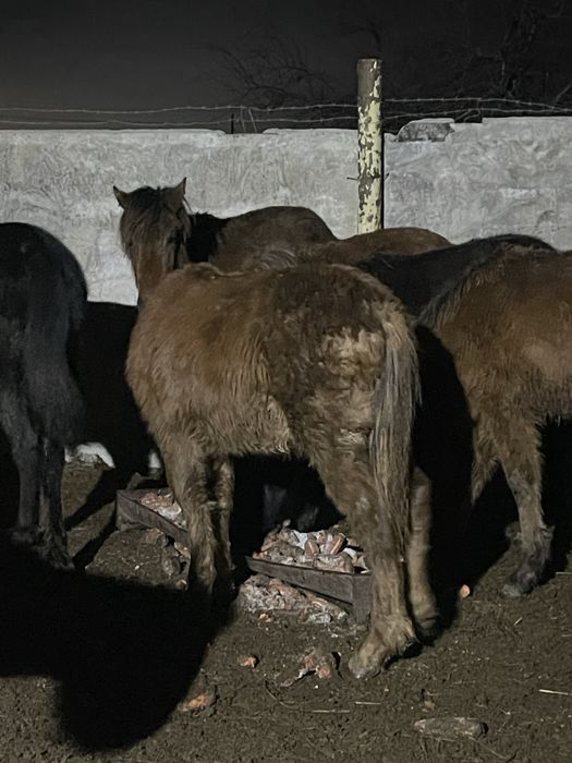 Продам жабагы еркек