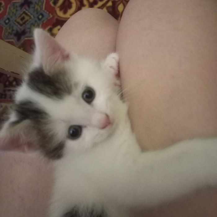 Породистый котёнок 1,2 мес девочка