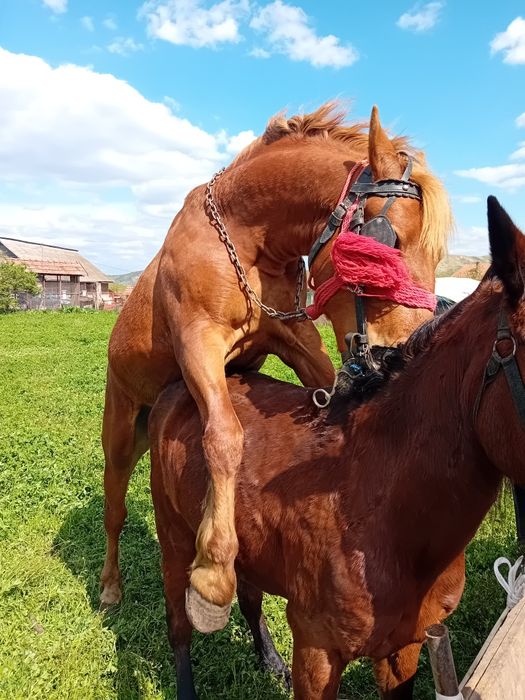 Schimb sau vând iapa de 12 ani cuminte preț  4800 lei