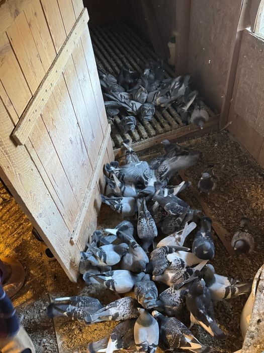 Vând pui de porumbei din părinți zburați la concurs