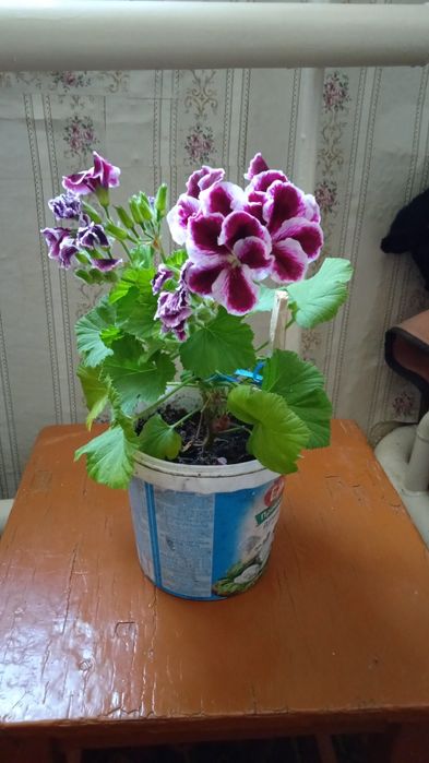 Комнатные растения
