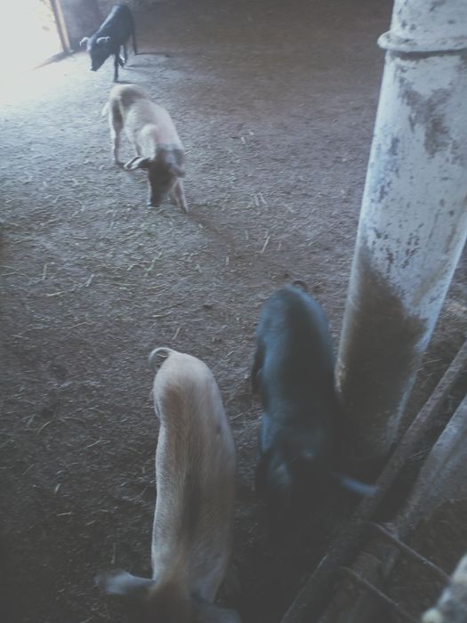 Парясията домашны