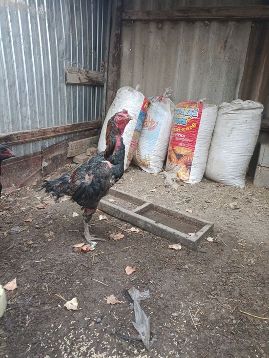 обмен на голубей