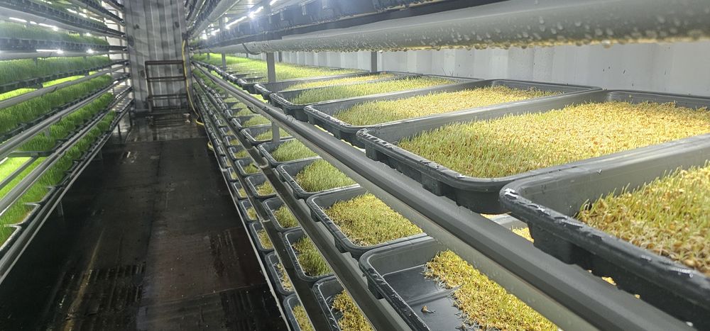 Гидропоника зерно