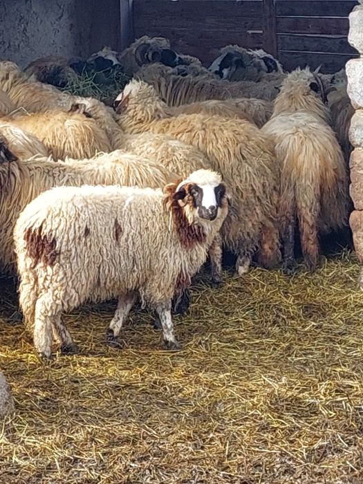 Vând doi miei din vară