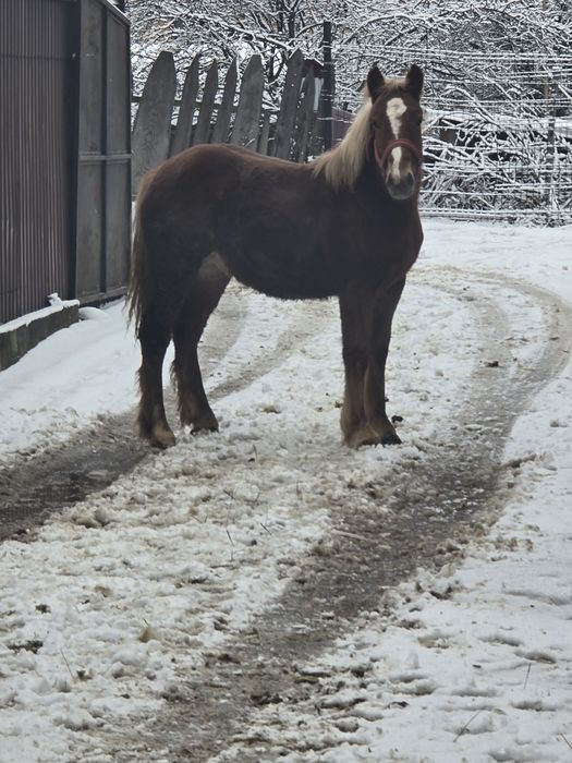 De vânzare mânz ân vârstă de opt luni