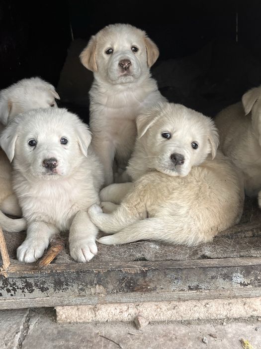 Щенята белые (отдам в добрые руки)