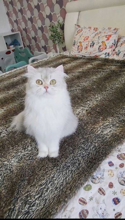 British longhair fetita pedigree din ambii parinti Campioni Mondiali