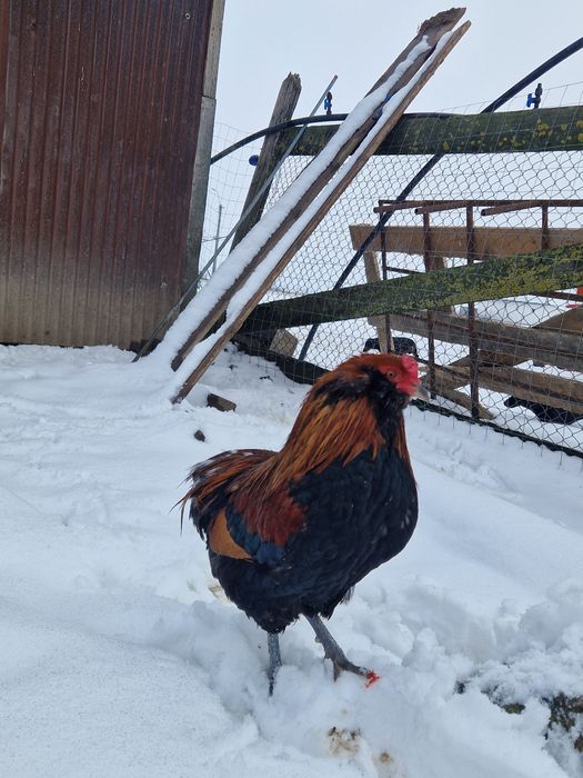 Vând cocoși araucana