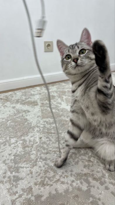 Кот 4 месяца в добрые руки