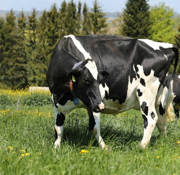 Chet-eldan mol olib kelamiz