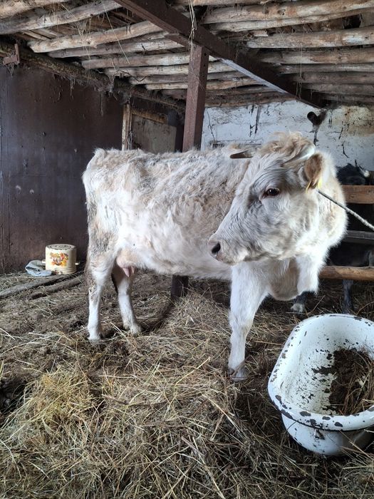 Корова доиная с телёнком