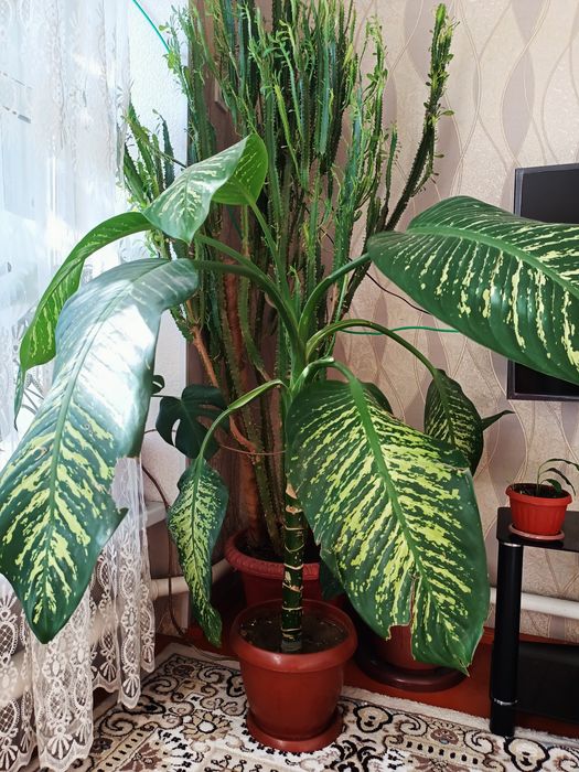 .Цветы домашные.