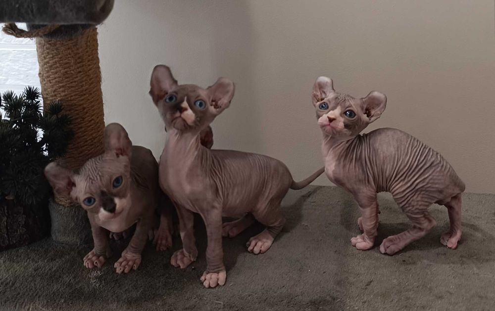 Бронь на котят сфинкс Эльф