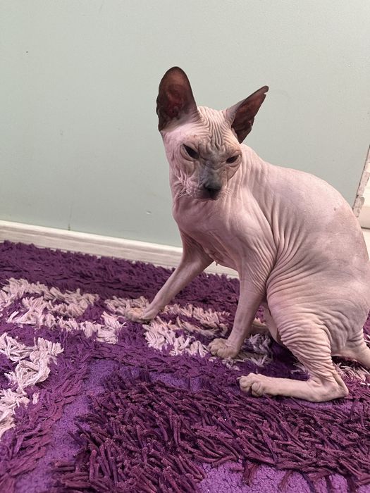 Petsitter iubitor