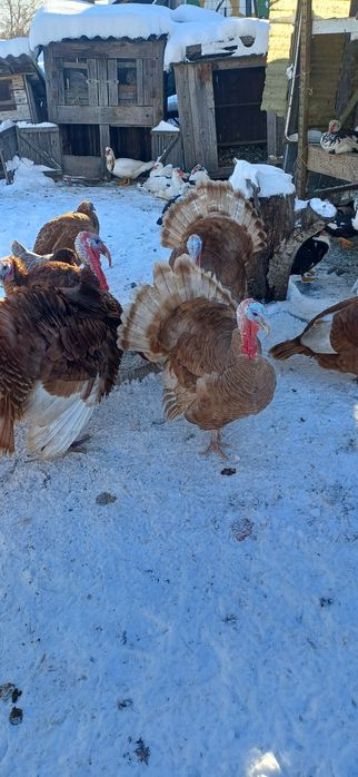 Vănd 2buc curci de casă masculi