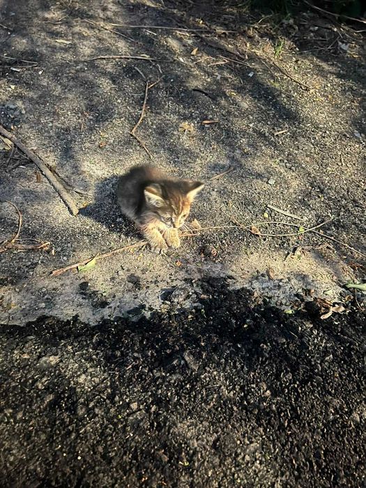 бесплатно отдам котенка