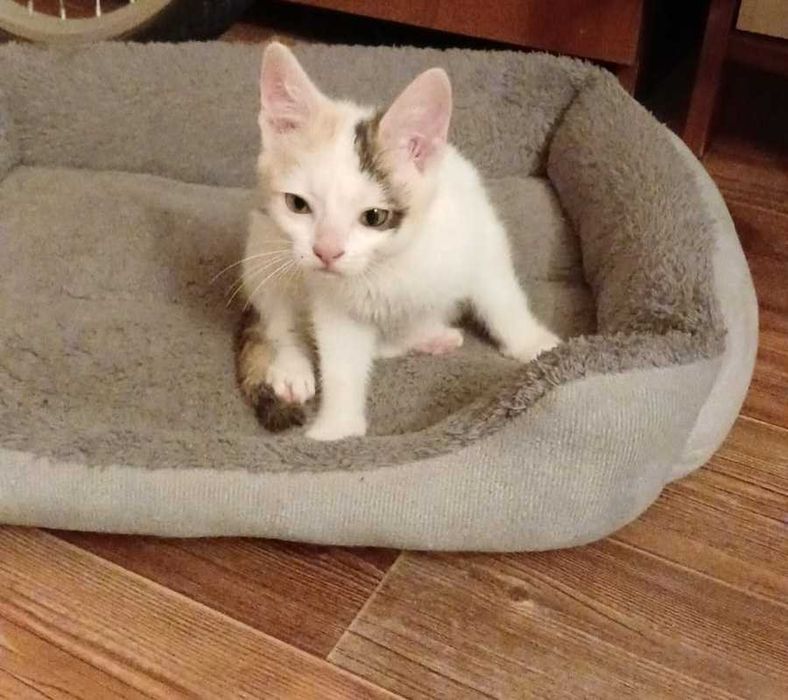 Котёнок девочка.