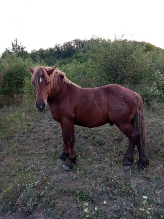 Vând armasar de 2 ani linia Miutescu