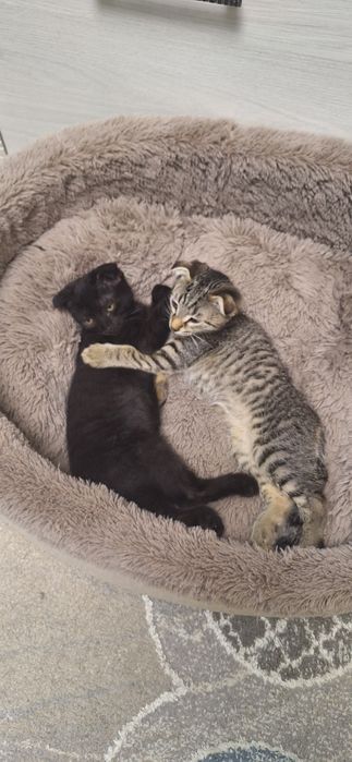 Отдам замечательных котят в добрые руки
