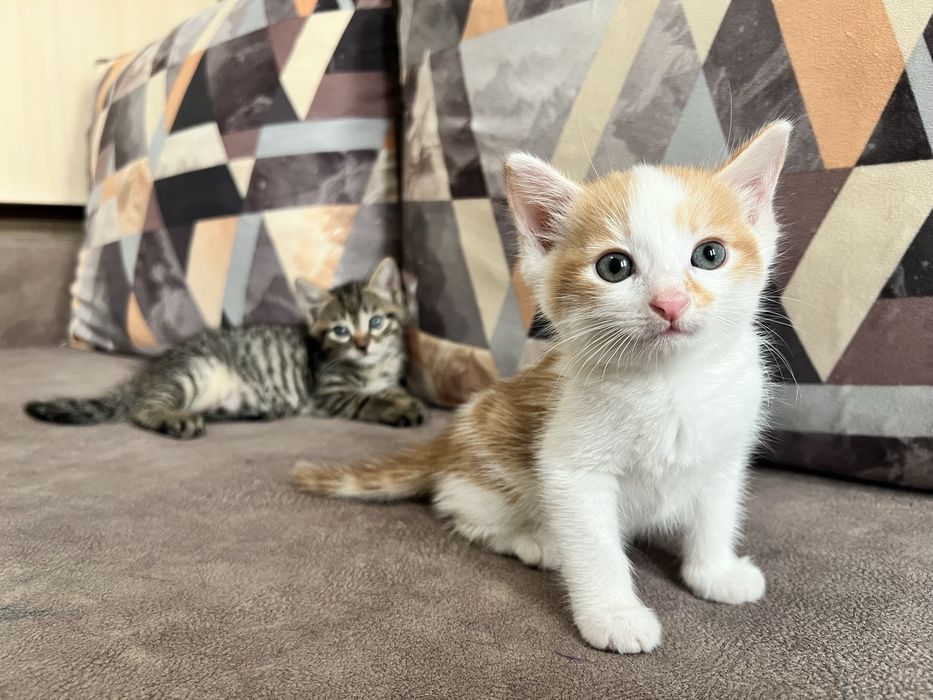 отдам котят бесплатно