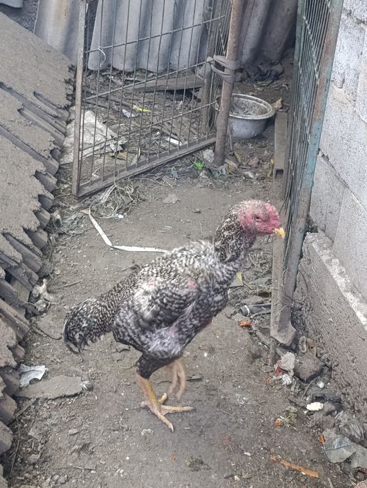 Дакан молодой продам