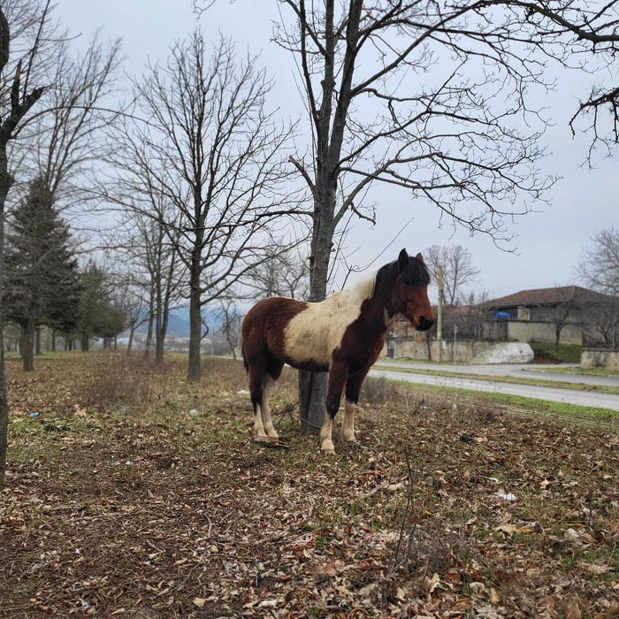 Продавам мъжки жеребец